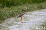 Tureluur (Tringa totanus)