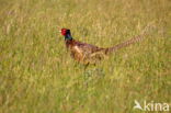 Ring-necked Pheasant (Phasianus colchicus)