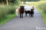 Drents heideschaap (Ovis domesticus)