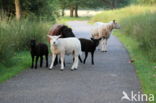 Drents heideschaap (Ovis domesticus)