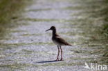 Common Redshank (Tringa totanus)