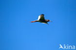 Common Redshank (Tringa totanus)