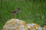 Common Redshank (Tringa totanus)