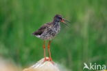 Common Redshank (Tringa totanus)