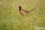 Ring-necked Pheasant (Phasianus colchicus)