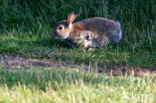 Rabbit (Oryctolagus cuniculus)