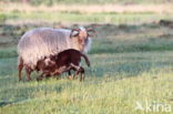 Drents heideschaap (Ovis domesticus)