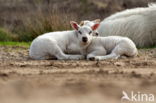 Sheep mouflon (Ovis aries)