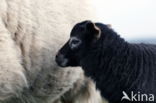 Schaap (Ovis aries)