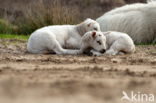 Sheep mouflon (Ovis aries)