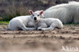 Sheep mouflon (Ovis aries)