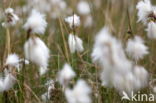 Veenpluis (Eriophorum angustifolium)