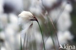 Common Cottongrass (Eriophorum angustifolium)