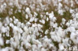 Veenpluis (Eriophorum angustifolium)