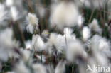 Common Cottongrass (Eriophorum angustifolium)