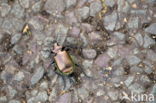 zandloopkever (Cicindelinae)