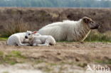 Sheep mouflon (Ovis aries)