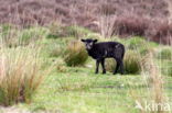 Sheep mouflon (Ovis aries)