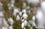 Veenpluis (Eriophorum angustifolium)