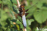 Platbuik (Libellula depressa)