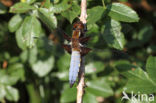 Platbuik (Libellula depressa)