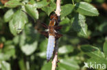 Platbuik (Libellula depressa)