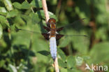 Platbuik (Libellula depressa)