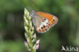 Tweekleurig hooibeestje (Coenonympha arcania)