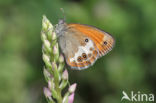 Tweekleurig hooibeestje (Coenonympha arcania)