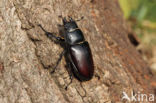 Stag Beetle (Lucanus cervus)