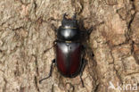 Stag Beetle (Lucanus cervus)