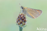 Small Skipper (Thymelicus sylvestris)