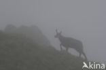 Chamois (Rupicapra rupicapra)