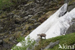 Chamois (Rupicapra rupicapra)