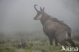 Chamois (Rupicapra rupicapra)