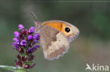 Meadow Brown (Maniola jurtina)