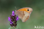 Meadow Brown (Maniola jurtina)