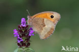 Meadow Brown (Maniola jurtina)