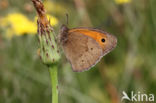 Meadow Brown (Maniola jurtina)