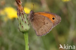 Meadow Brown (Maniola jurtina)