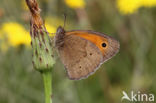 Bruin zandoogje (Maniola jurtina)