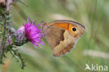 Meadow Brown (Maniola jurtina)