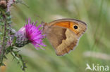 Meadow Brown (Maniola jurtina)