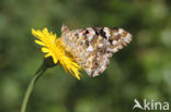 Distelvlinder (Vanessa cardui)