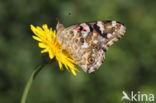 Distelvlinder (Vanessa cardui)