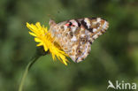 Distelvlinder (Vanessa cardui)