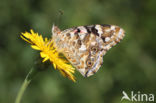 Painted Lady (Vanessa cardui)