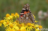 Distelvlinder (Vanessa cardui)