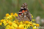 Distelvlinder (Vanessa cardui)