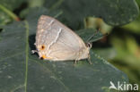 Purple Hairstreak (Neozephyrus quercus)